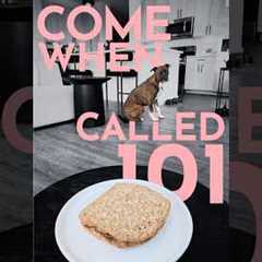 How to teach a dog to come when called like a pro!  #dogtraining #puppytraining