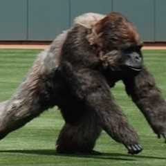 Craziest Animal Interference Moments in Sports History