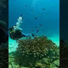 SCUBA DIVING in Phuket - Thailand | Phuket Day Trips | Sea Bees Diving