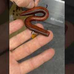 artificial bait for fishing! Worm lure for bass fishing ! #fishingvideo #bassfishing #itopfishing