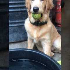 Golden Retriever Puppy Training Tips and Tricks #subscribe #retriever #dog #shorts