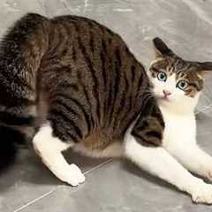 You Laugh, You Lose! 🤣 Funny Cat Videos 2026 😹 Part 126