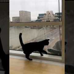 Adorable Kittens! 😻 | Hilarious Cat Videos