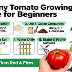 How to Grow Tomatoes in Small Spaces, Tips and Tricks for Balcony for Beginners