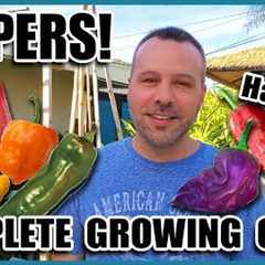 Pepper Growing Tips - Complete Gardening Guide on How to Grow Peppers // Grow More Peppers per Plant