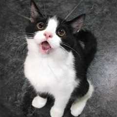 You Laugh, You Lose! 🤣 Funny Cat Videos 2026 😹 Part 127