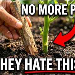 Why Amish Gardens Never Have Pests — The One Stick Method Corporations Hate.