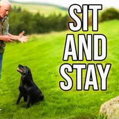 Dog Obedience Training For BEGINNERS