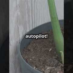 Easy Gardening Hacks for Beginners!