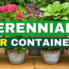 😍 Top 7 Easiest Perennials for Container Gardening | Low Effort, Big Impact!