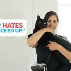Teach Your Cat To Enjoy Being Picked Up