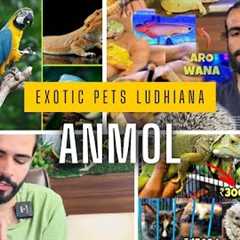 Exotic Pets Ludhiana 🤨 Pets And Birds 🦅 