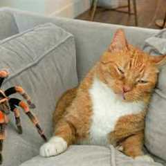 Funny Cat Videos 😂 A Collection Of Hilarious Cats That Will Make You Laugh Out Loud And Find Peace ..