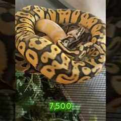 Top 5 best pet reptiles for beginners