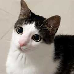 You Laugh, You Lose! 🤣 Funny Cat Videos 2026 😹 Part 129