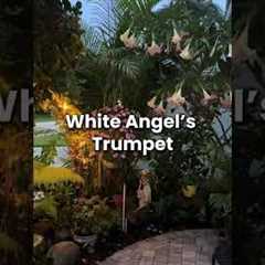 Plants That Glow in a Moon Garden Night Garden Ideas