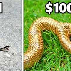 $1 vs. $100,000 Snake!