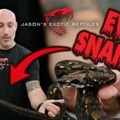Handling Aggressive Snakes Without Getting Bit — Reading Body Language Like a Pro