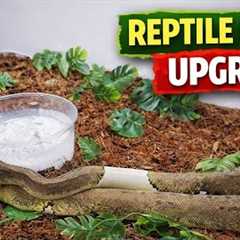 Setting Up My Reptile Room! New Enclosures for Snakes, Dragons & Skink