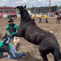 Up Close And Personal Wild Horse Race - 2025 Miles City Bucking Horse Sale - 3rd Race