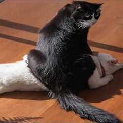 Cats Being Absolutely Bonkers