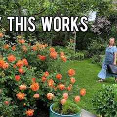5 Gardening Hacks That Create a Beautiful Rose Garden