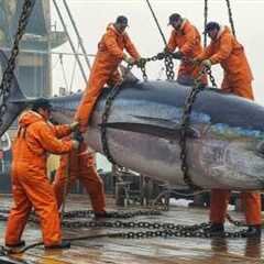 Bluefin Tuna Fishing | How Fishermen Can Make Up to $480,000 in 7 Days? | Deep Sea Creatures