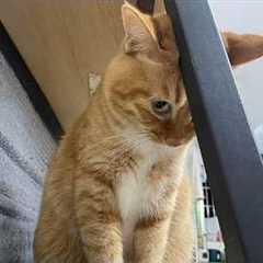 The Most DRAMATIC Cats Ever! 😂 Funny Cat Videos 2026