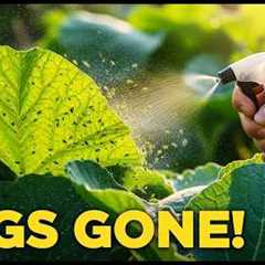 Never Spray Chemicals Again! This Natural Mix Stops Aphids Overnight