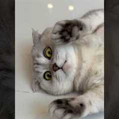 What other tricks can I expect from Sonya?😳 #cat #cats