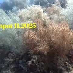 Raja Ampat 4K | Scuba Diving | Papua Explorers Dive Resort