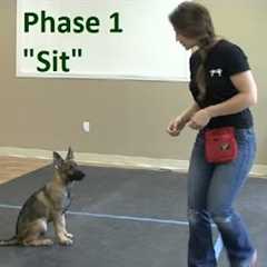 How to Train a Dog to Sit (K9-1.com)