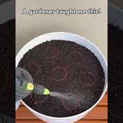 Genius potting hack using plant packaging! 🌱 #genius #plants #hack