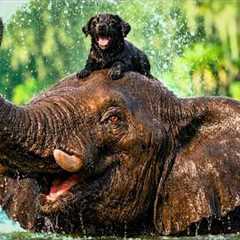 ORPHANED Elephant Adopts a Dumped PUPPY - Their Bond Will MELT Your Heart