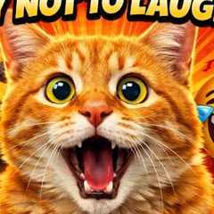 Cats Doing Funny Things 😂 | Funny Cat Moments