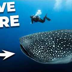 The ULTIMATE Guide to Scuba Diving in THAILAND!