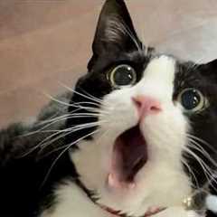 You Laugh, You Lose! 🤣 Funny Cat Videos 2026 😹 Part 131