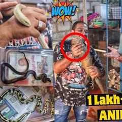 EXPLORING THE BIGGEST EXOTIC PETS COLLECTION WITH KING😱😍 - Iguana, Rare Snakes, Small Turtle Etc