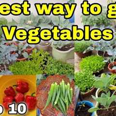 Top 10 VEGETABLES to grow at Home