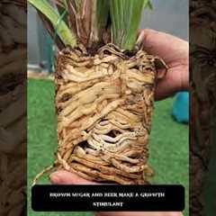 4 Powerful Brown Sugar Plant Hacks 🌱 Make Roots Grow Fast & Flowers Bloom Like Crazy