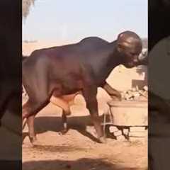 WHAT DID I JUST WATCHED #funny #trending #comedymovies #kaizaratv #movie #fyp #youtubeshorts #reels