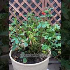 🌹Identify this major problem of rose plant #plantcare #garden #gardening