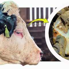 Restoring A Bubbling Hoof For The Bull!