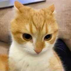 You Laugh, You Lose! 🤣 Funny Cat Videos 2026 😹 Part 133