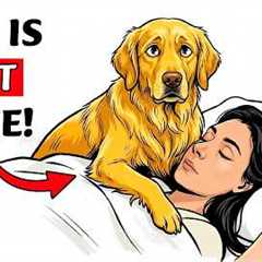 If Your Dog Climbs On You, They're Trying to Tell You This!