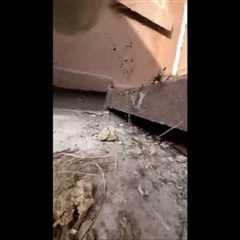 🐱 LIVE: Cat POV Adventure | #shorts #CatPOV #RealTime