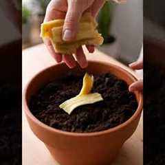 5 Micro Gardening Hacks You Must Try 🌱  Grow More in Small Spaces