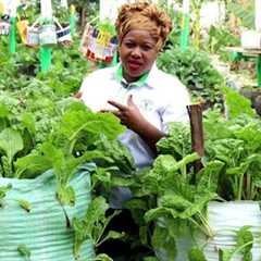 The Smallest Garden with Highest Vegatable Yields | 12 Kitchen Gardening Ideas