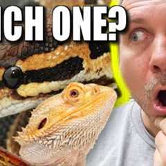 PET SNAKES AND REPTILES **MY THOUGHTS** | BRIAN BARCZYK