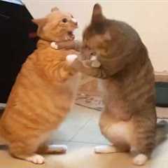 You Laugh, You Lose! 🤣 Funny Cat Videos 2026 😹 Part 135